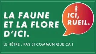 La Faune et la Flore d'Ici : Le h&ecirc;tre, pas si commun que &ccedil;a !