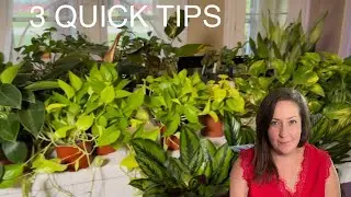 Houseplant care basics