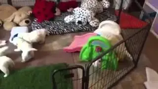 2016 Compilation of Golden Retriever puppies from birth until 8 weeks old!