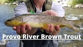 Fishing Porovo River Utah For Wild Brown Trout! Utah Fishing 2021