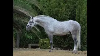 Bombproof, stunning, noble, baroque - Pura raza Española Stallion