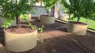 When humans left the garden unleashed