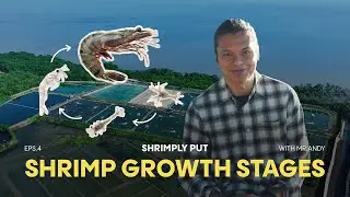 Shrimply Put Eps.4 : Shrimp Growth Stages | Shrimp Farming & Aquaculture Explained