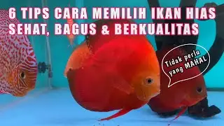 Cara memilih ikan Discus yang bagus dan berkualitas