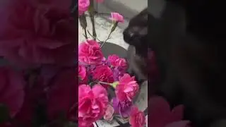 Beanz The Black Cat Loves Flowers