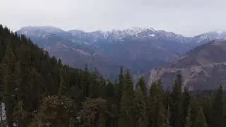 Picos Nevados: Floresta de Con&iacute;feras na Montanha de Inverno