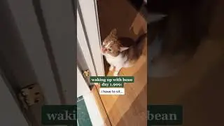 Waking up with Bean - Day 1,909