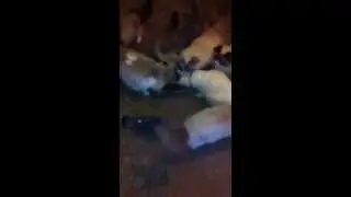 Cats sharing food