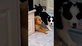 Dramatic Puppies 😂#funny #shorts #shortvideo #viral#youtubeshorts #ytshorts #fyp #trending #pets