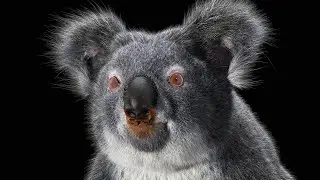 Koala Timelapse using Zbrush 2019/3ds Max/V-Ray/Ornatrix/SubstancePainter