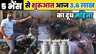 युवा ने 5 भैंस से पूरा साम्राज्य खड़ा किया || Dairy farming 