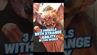 3 Animals with strange ability in this world. #explore #trending #animals