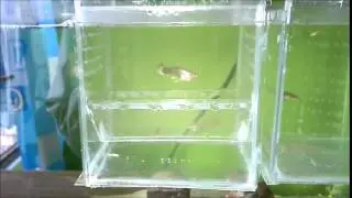 Paridera casera para peces con cajas de CD. !!FÁCIL!!
