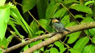 Kingfisher Green F 2152