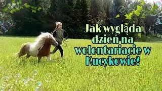 Vlog Jak wygląda dzień na wolontariacie w Kucykowie?