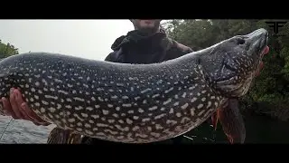 BEST Bait for BIG  Northern Pike!