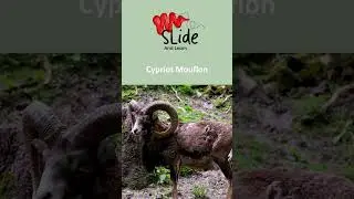 🇨🇾 Cyprus&rsquo;s national animal is the  Cypriot Mouflon 🐏