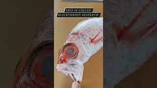 Blackthroat Seaperch:  금태