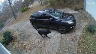 Loose dogs