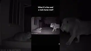 What if a lion and a rock hyrax met? #funny #asmr #animals #lion  #rockhyrax #awawa