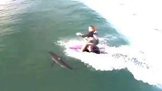 Surfer Paddles Directly Over Great White Shark