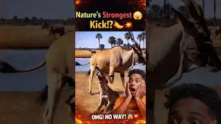 One Kick, Game Over! 🦌💥#Shorts #Wildlife #funnyexpression
