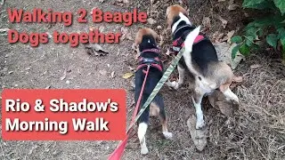 Morning Walk with Rio & Shadow | Taking 2 Beagles for morning walk