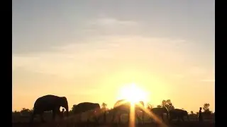 A new home for ex-street begging elephants - ElephantNews