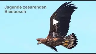 Jagende zeearenden in de Biesbosch