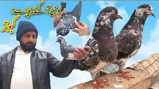 لو چپڑے بھی آگئے اعلی کوالٹی کے چپڑے کبوتروں کا شوق 