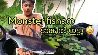 Monster fishനെ ടാങ്കിൽ ഇട്ടു 🐡😳