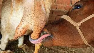 Goat Milk Feeding To Big Calf - Goat Milking Village Life New Video 🐐🐂 