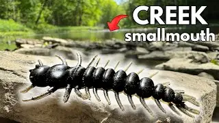 Creek Fishing for Smallmouth Bass with HELLGRAMMITES!