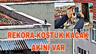 REKORA KOŞTUK KAÇAK AKİNİ VAR KELEBEK MARDİN NE ARASAN ÇOK