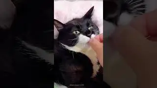 Cat videos 🥰 #viral 🥰 # #1907