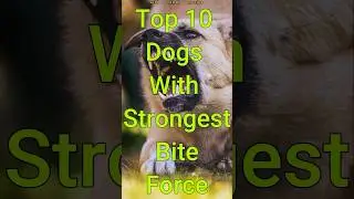 Top 10 Dog Breeds With Strongest Bite Force #dog #doglover #doglife #dogs #dogbite #top10