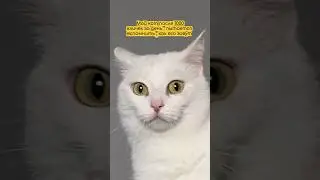 #life #cats #catshorts #catvideos #cat #smile #милота #любовь #funny #приколы #shortvideo#мем#video