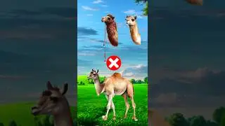 #viralvideo #cow #challenges #hijabehaya