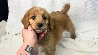 Peanut UPDATE - Med Goldendoodle - Family Bred Puppies
