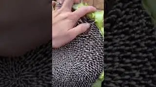استخراج لب عباد الشمس 🌻🌻Sunflower