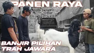 BELI KAMBING BONUS K4W1N BONUS ANAK BONUS PIALA | OMAH KAYU FARM