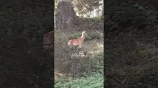 Young Deer #animals #nature #cute #happy #fun #viralvideo #shorts #subscribe #video #beautiful #new