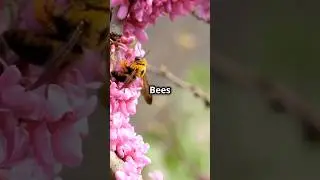 Extinction of the Bees A Silent Catastrophe