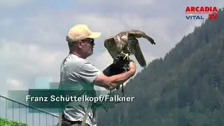 Natur erleben: Die beeindruckende Welt der Raubvögel in Kärnten