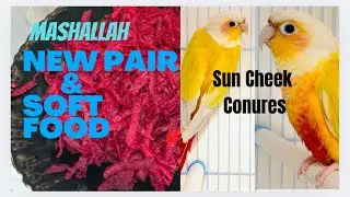 New Pair Of Sun Cheek Conures And Soft Food Menu.