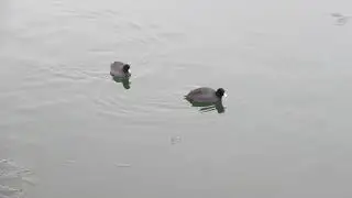 American Coots at Milavec Reservoir - Boulder Flying Circus Birders January 12, 2019