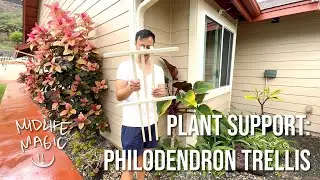 Midlife Magic Ep 5: Plant Support - Philodendron Trellis