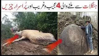 Some Strange Things Found in the Jungle | Asif Ali TV