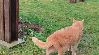 Funny cats.That's how beautiful cats live.#cat #kitten #cute 