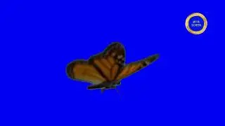 Free Blue screen Effects butterflies
